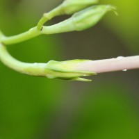 Ipomoea muricata (L.) Jacq.